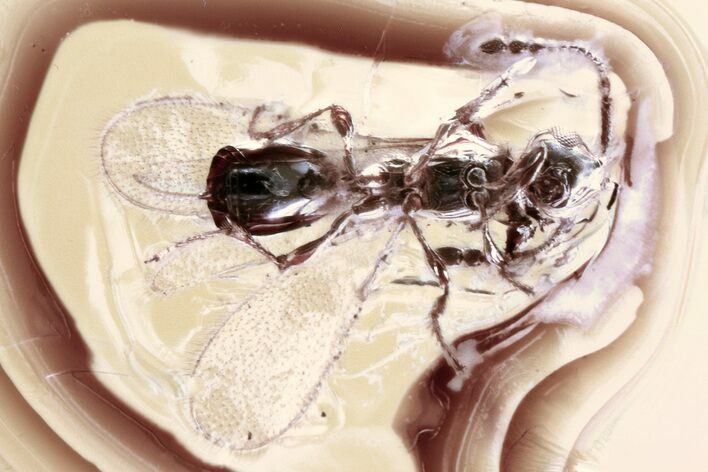 Detailed Fossil Parasitoid Wasp (Diapriidae) In Baltic Amber #357708